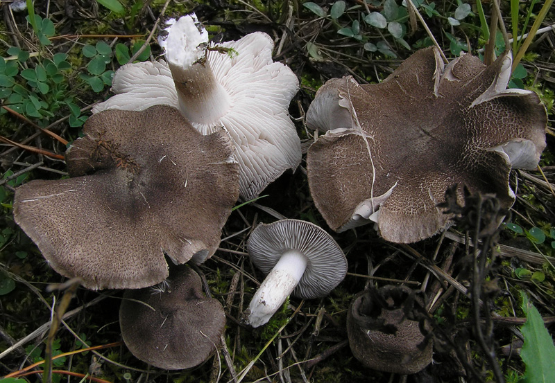 Tricholoma terreum